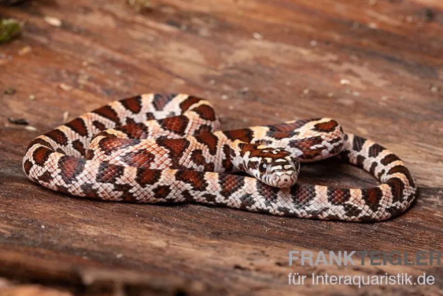Kornnatter, Pantherophis guttatus SUPER