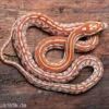 Kornnatter, Pantherophis guttatus HYPO TESSERA