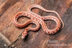 Kornnatter, Pantherophis guttatus ULTRAMEL TESSERA
