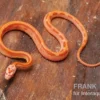 Kornnatter, Pantherophis guttatus AMEL STRIPED