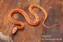Kornnatter, Pantherophis guttatus AMEL STRIPED