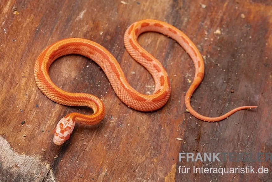 Kornnatter, Pantherophis guttatus AMEL STRIPED