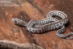 Kornnatter, Pantherophis guttatus GHOST TESSERA