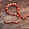 Kornnatter, Pantherophis guttatus HYPO