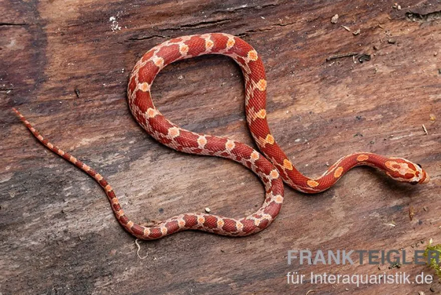 Kornnatter, Pantherophis guttatus HYPO