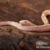 Kornnatter, Pantherophis guttatus BUTTER MOTLEY