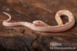 Kornnatter, Pantherophis guttatus BUTTER MOTLEY