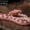 Kornnatter, Pantherophis guttatus REVERSE OKEETEE