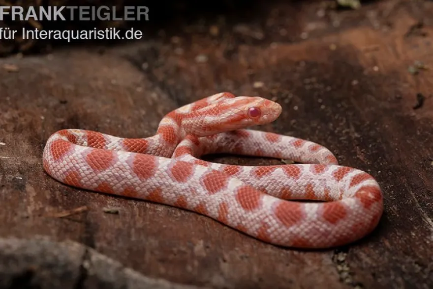 Kornnatter, Pantherophis guttatus REVERSE OKEETEE