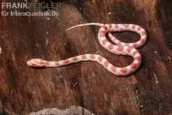 Kornnatter, Pantherophis guttatus REVERSE OKEETEE
