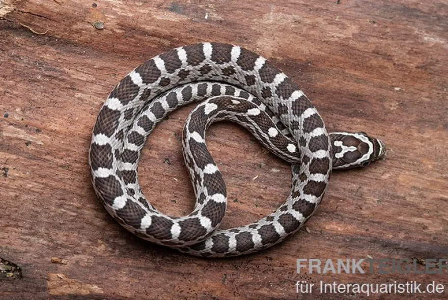 Kornnatter, Pantherophis guttatus ANERY