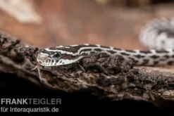 Kornnatter, Pantherophis guttatus ANERY