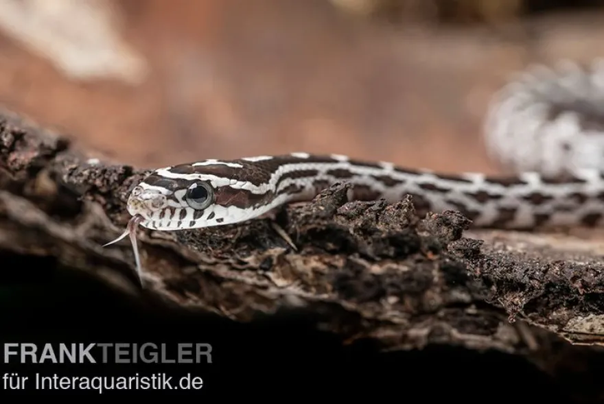 Kornnatter, Pantherophis guttatus ANERY