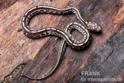 Kornnatter, Pantherophis guttatus TESSARA