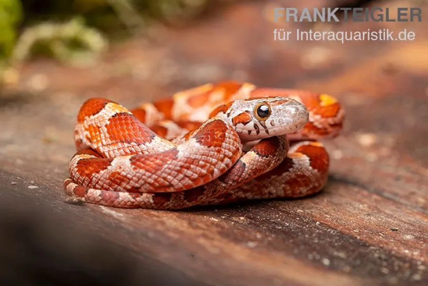 Kornnatter, Pantherophis guttatus BLOODER