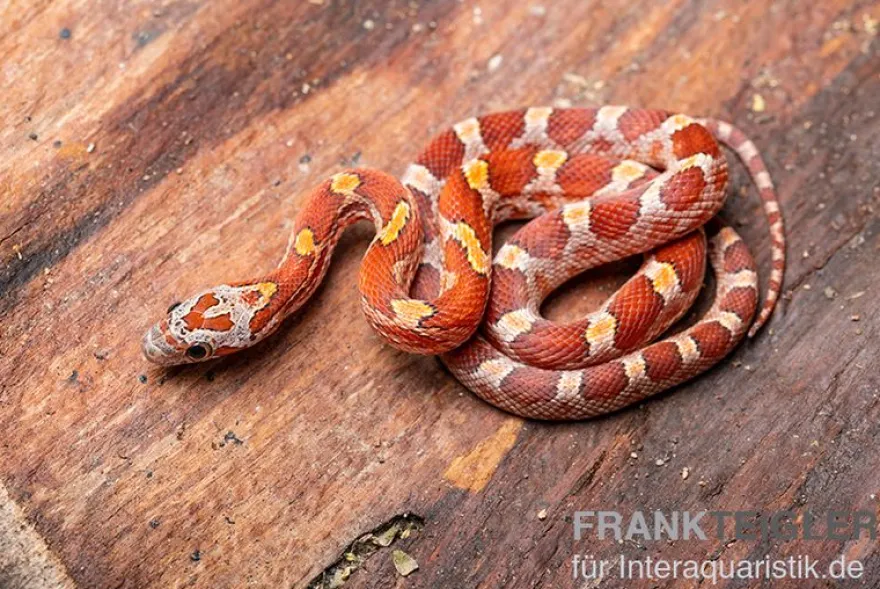 Kornnatter, Pantherophis guttatus BLOODER