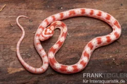 Kornnatter, Pantherophis guttatus AMEL