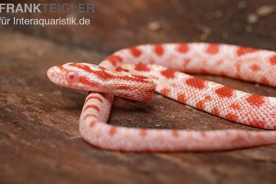 Kornnatter, Pantherophis guttatus AMEL