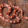 Kornnatter, Pantherophis guttatus ULTRAMEL