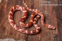 Kornnatter, Pantherophis guttatus ULTRAMEL