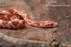Kornnatter, Pantherophis guttatus ULTRAMEL