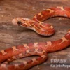 Kornnatter, Pantherophis guttatus BLOOD