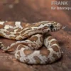 Kornnatter, Pantherophis guttatus CARAMEL