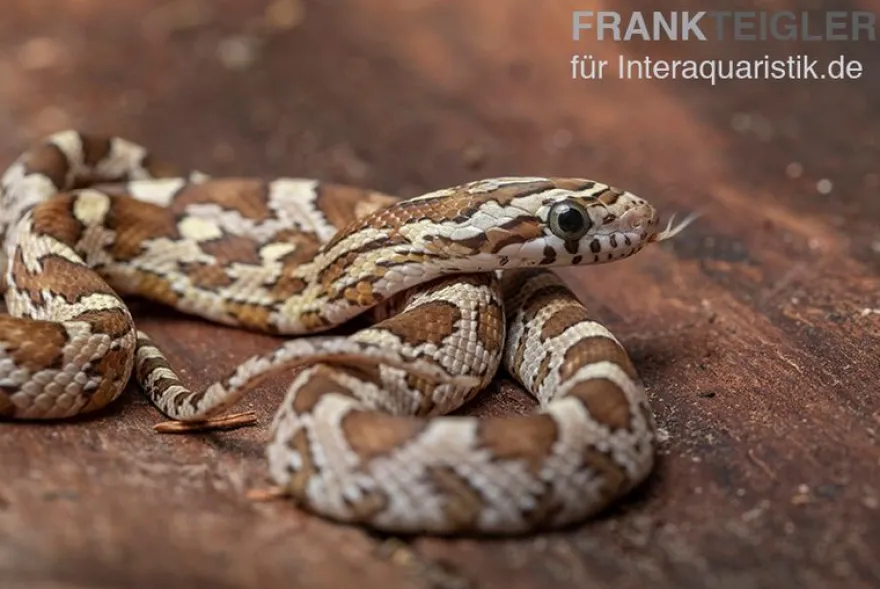 Kornnatter, Pantherophis guttatus CARAMEL