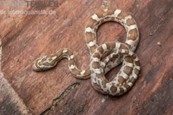 Kornnatter, Pantherophis guttatus CARAMEL