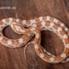 Kornnatter, Pantherophis guttatus BUTTER