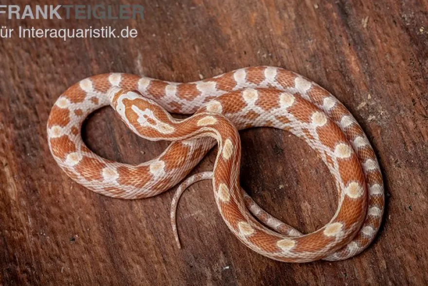Kornnatter, Pantherophis guttatus BUTTER