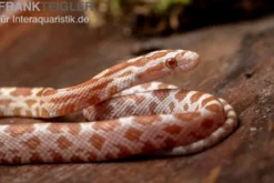Kornnatter, Pantherophis guttatus BUTTER