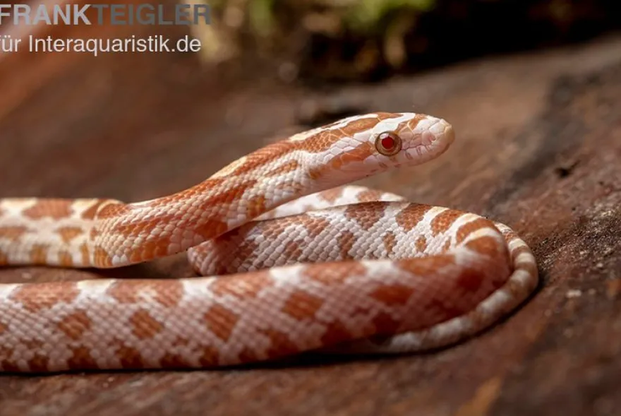 Kornnatter, Pantherophis guttatus BUTTER
