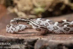 Kornnatter, Pantherophis guttatus NORMAL
