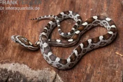 Kornnatter, Pantherophis guttatus NORMAL