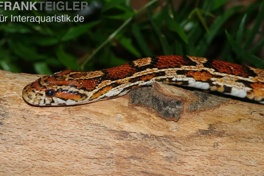 Kornnatter Wildform, Pantherophis guttatus, WF