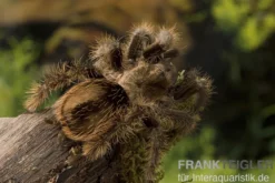 Kraushaar-Vogelspinne, Tliltocatl albopilosus