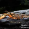 Krebs Black Scorpion, Cherax sp. Black Scorpion - Zufällig