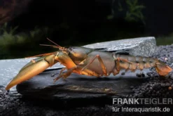 Krebs Black Scorpion, Cherax sp. Black Scorpion - Zufällig