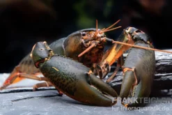 Krebs Black Scorpion, Cherax sp. Black Scorpion - Zufällig