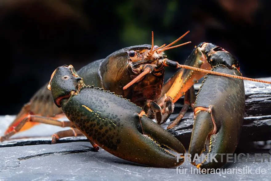 Krebs Black Scorpion, Cherax sp. Black Scorpion - Zufällig
