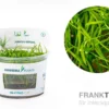 Kriechende Binse, Juncus repens, In Vitro