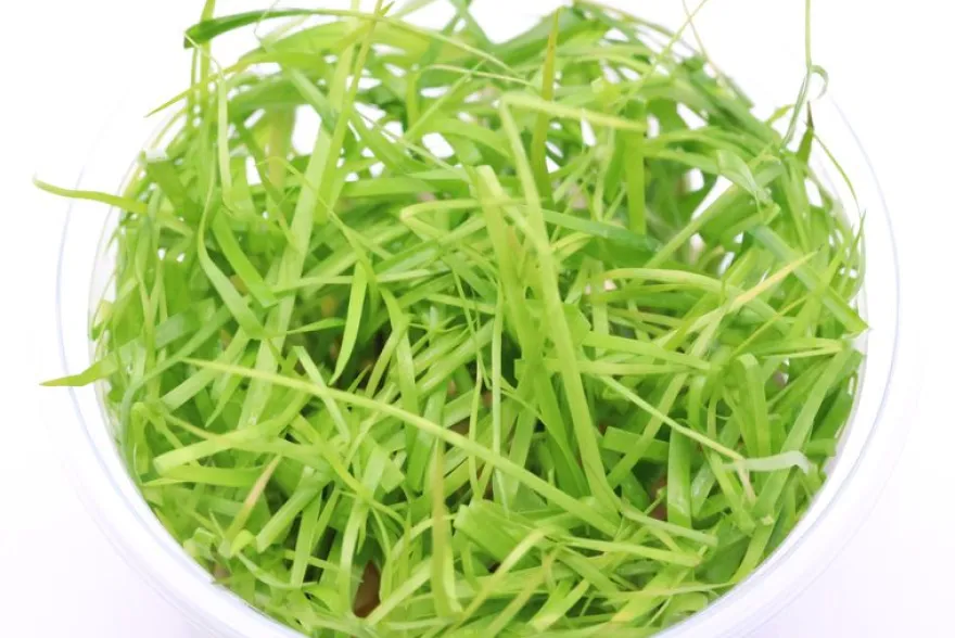 Kriechende Binse, Juncus repens, In Vitro