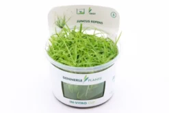 Kriechende Binse, Juncus repens, In Vitro