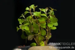 Kriechende Ludwigie, Ludwigia repens, Topf