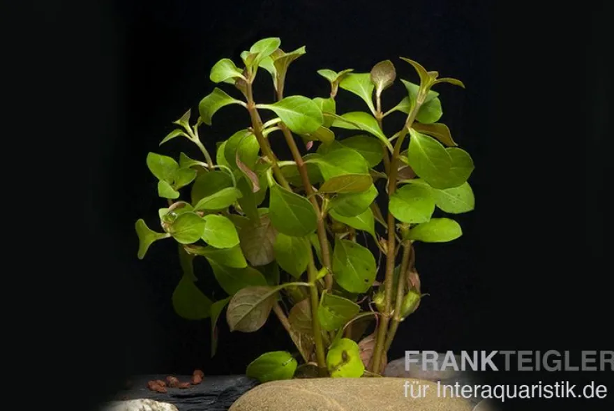 Kriechende Ludwigie, Ludwigia repens, Topf