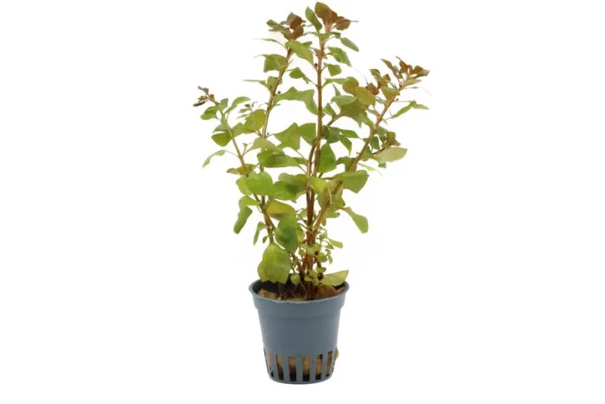 Kriechende Ludwigie, Ludwigia repens, Topf
