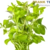 Kriechende Ludwigie, Ludwigia repens, Bund