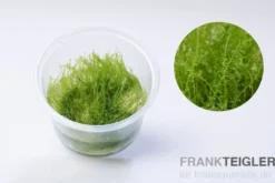 Kriechendes Stumpfdeckelmoos, Amblystegium serpens, In Vitro