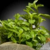 Kriechende Staurogyne, Staurogyne repens, im Topf